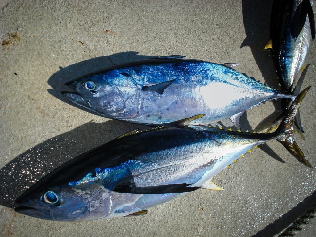 pesca d'altura nel Mediterraneo Tonni